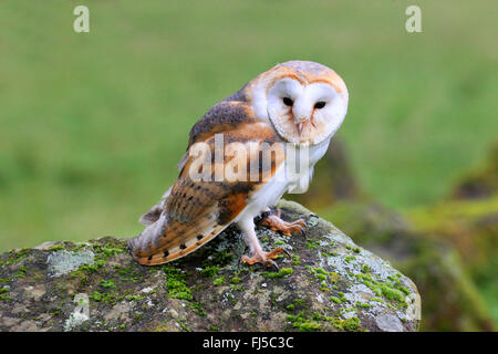 Schleiereule (Tyto Alba), sitzt auf einem Felsen, Deutschland Stockfoto