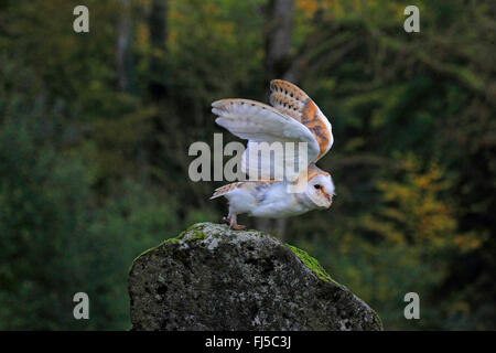 Schleiereule (Tyto Alba), ab bilden einen Stein, Deutschland Stockfoto