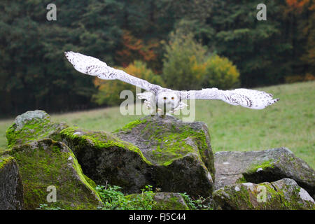 Schnee-Eule (Strix Scandiaca, Nyctea Scandiaca, Bubo Scandiacus), fliegen Stockfoto