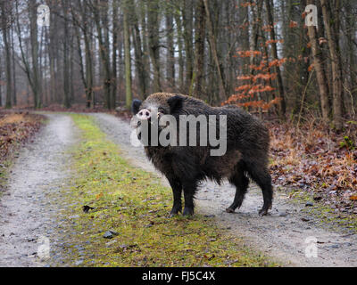 Wildschwein, Schwein, Wildschwein (Sus Scrofa), junge Keiler steht auf Forstweg, Deutschland, Baden-Württemberg Stockfoto