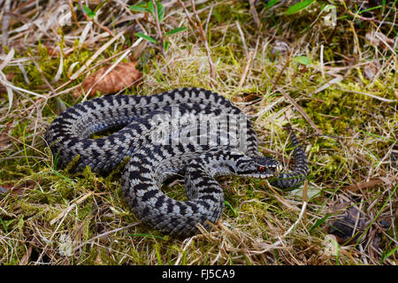 Addierer, gemeinsame Viper, gemeinsame europäische Viper, gemeinsame Viper (Vipera Berus), männliche Addierer, Deutschland, Allgäu, Harprechtser Moos Stockfoto