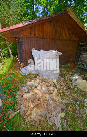 Hausschaf (Ovis Ammon F. Aries), große Sac mit frisch geschoren wolle vor einem Blockhaus, Deutschland, Baden-Württemberg Stockfoto