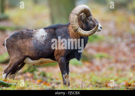 Mufflon (Ovis Musimon, Ovis Gmelini Musimon, Ovis Orientalis Musimon), Männlich, Deutschland, Niedersachsen Stockfoto