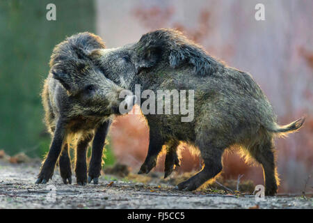 Wildschwein, Schwein (Sus Scrofa), zwei polternden Wildschweine, Deutschland, Niedersachsen, Teutoburger Wald Stockfoto