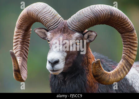 Mufflon (Ovis Musimon, Ovis Gmelini Musimon, Ovis Orientalis Musimon), Portrait einer männlich, Deutschland, Niedersachsen Stockfoto