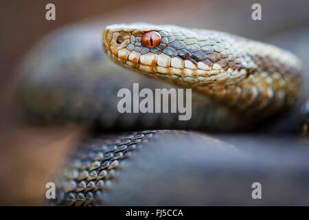 Addierer, gemeinsame Viper, gemeinsame europäische Viper, gemeinsame Viper (Vipera Berus), Porträt, Deutschland, Niedersachsen Stockfoto