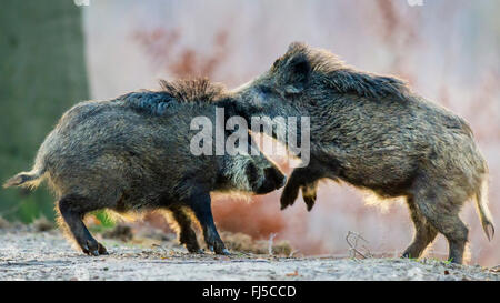 Wildschwein, Schwein (Sus Scrofa), zwei polternden Wildschweine, Deutschland, Niedersachsen, Teutoburger Wald Stockfoto