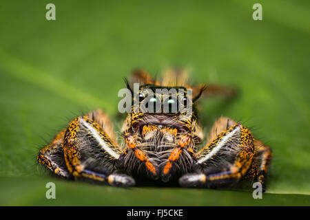 Makroaufnahme einer Spinne auf grünes Blatt springen. Stockfoto