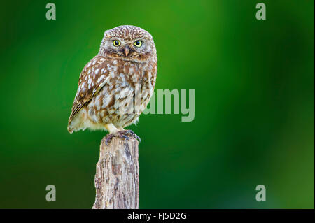 Steinkauz (Athene Noctua), sitzt auf einem hölzernen Pfosten, Deutschland Stockfoto