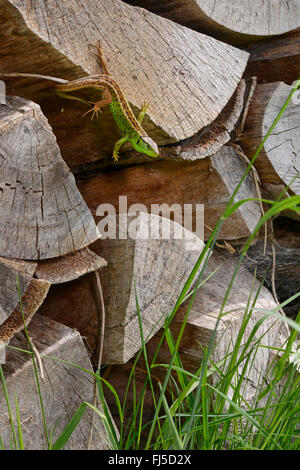 Eidechse (Lacerta Agilis) Sand, auf einen Haufen mit dem Kopf voran, Deutschland, Baden-Württemberg, Odenwald Stockfoto