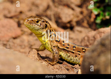 Zauneidechse (Lacerta Agilis), Weiblich, Deutschland, Hessen Stockfoto