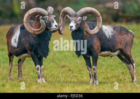 Mufflon (Ovis Musimon, Ovis Gmelini Musimon, Ovis Orientalis Musimon), zwei Männchen, Deutschland, Niedersachsen Stockfoto