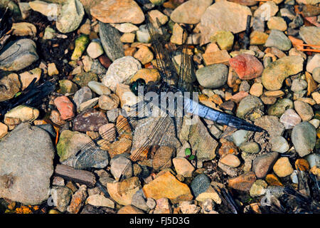 schwarz-angebundene Skimmer (Orthetrum Cancellatum), männliche auf steinigem Gelände, Deutschland Stockfoto