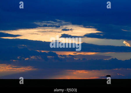 Sonnenuntergang im Masai Mara, Kenia, Masai Mara National Park Stockfoto