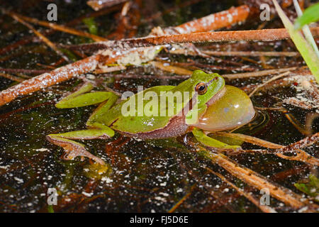 Europäische Treefrog, gemeinsame Treefrog, zentralen europäischen Treefrog (Hyla Arborea), ruft europäische Treefrog, Deutschland, Oberschwaben Stockfoto