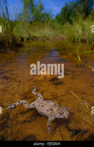 Gelbbauchunke, Angsthase Kröte, bunte Feuer-Kröte (Geburtshelferkröte Variegata), Gelbbauchunke in seinem Lebensraum, Amphibien des Jahres 2014, Deutschland, Niedersachsen Stockfoto