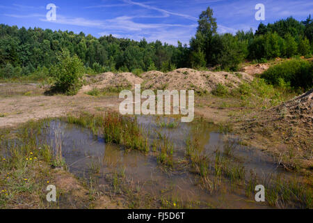 Gelbbauchunke, Angsthase Kröte, bunte Feuer-Kröte (Geburtshelferkröte Variegata), typische Lebensraum der Gelbbauchunke in einem Sandstein Steinbruch, Deutschland, Niedersachsen, Obernkirchen Obernkirchener Sandsteinbrueche Stockfoto