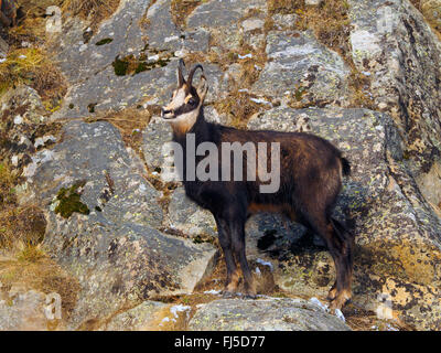 Gämse (Rupicapra Rupicapra), buck Gemsen im Gebirge, Italien, Gran Paradiso Nationalpark Stockfoto