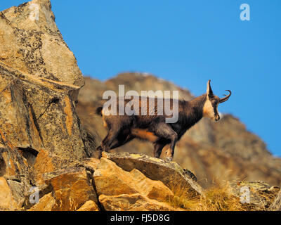 Gämse (Rupicapra Rupicapra), buck Gemsen im Gebirge, Italien, Gran Paradiso Nationalpark Stockfoto