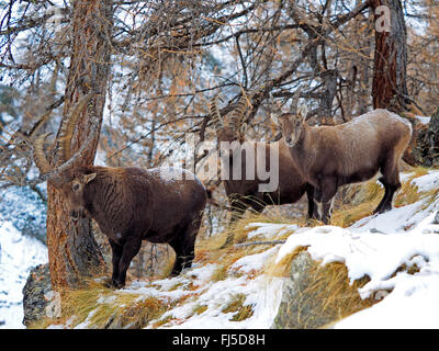 Alpensteinbock (Capra Ibex, Capra Ibex Ibex), drei männlichen Steinböcke im Winter, Italien, Gran Paradiso Nationalpark Stockfoto