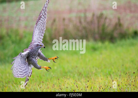 nördlichen Habicht (Accipiter Gentilis), Landung auf dem Rasen, Niederbayern, Niederbayern, Bayern, Deutschland Stockfoto