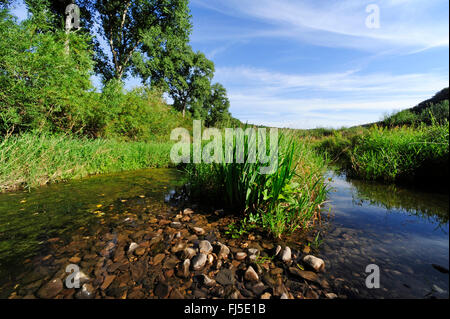 überwucherten Nahe Fluss, Deutschland, Rheinland-Pfalz, Bad Kreuznach Stockfoto