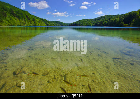 Fische in klarem Wasser, Plitvicer Seen, Kroatien, Nationalpark Plitvicer Seen Stockfoto