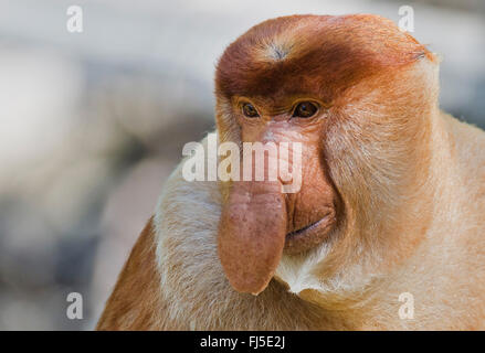 Nasenaffe (Nasalis Larvatus), Männchen, Malaysia, Borneo, Sabah, Labuk Bay Stockfoto