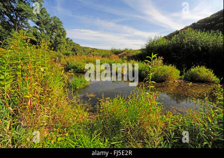 überwucherten Nahe Fluss, Deutschland, Rheinland-Pfalz, Bad Kreuznach Stockfoto