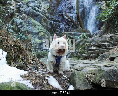 Dash, posiert der Yorkshire-Terrier vor einem malerischen Naturschutzgebiet Wasserfall in der Nähe von Shangougou, Provinz Zhejiang, China. Stockfoto