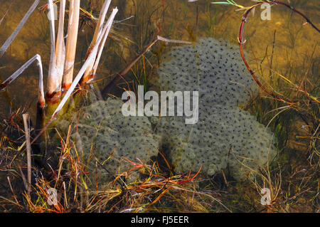 Grasfrosch, Grasfrosch (Rana Temporaria), laichen Klumpen in einem Teich, Deutschland, Oberschwaben Stockfoto