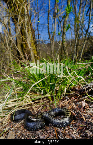 Nikolski Addierer, Waldsteppe Kreuzotter (Vipera Nikolskii, Vipera Berus Nikolskii), Malanistic individuelle, Rumänien Stockfoto