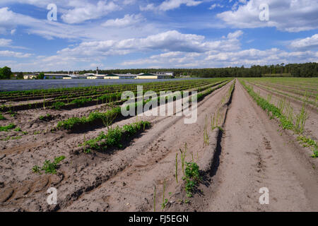 Garten-Spargel, Spatz Gras, Wildspargel (Spargel Officinalis), Spargelanbau, Deutschland, Sachsen-Anhalt Stockfoto