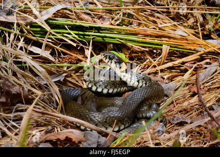 Ringelnatter (Natrix Natrix), Ringelnatter mit orange Flecken an den Kragen, Deutschland, Oberschwaben Stockfoto