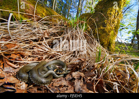 Grass Snake (Natrix Natrix), grass Snake Sonnenbädern im Frühling, Deutschland, Oberschwaben Stockfoto