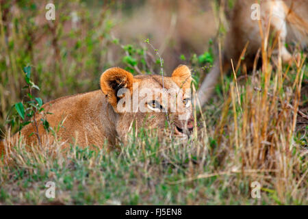 Löwe (Panthera Leo), liegt die Löwin im Hinterhalt, Kenia, Masai Mara Nationalpark Stockfoto