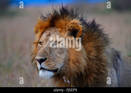 Löwe (Panthera Leo), Porträt von einer männlich, Kenia, Masai Mara Nationalpark Stockfoto