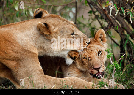 Löwe (Panthera Leo), Löwin beißt ein Jungtier zärtlich, Kenia, Masai Mara Nationalpark Stockfoto