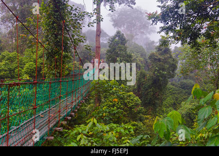 Baldachin-Gehweg im Regenwald Dipterocarp Danum Valley, Malaysia, Borneo, Sabah Stockfoto