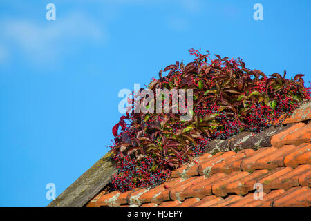 falsche-wildem Wein (Parthenocissus Inserta, Parthenocissus Quinquefolia Agg.), auf einem Dach, Deutschland Stockfoto