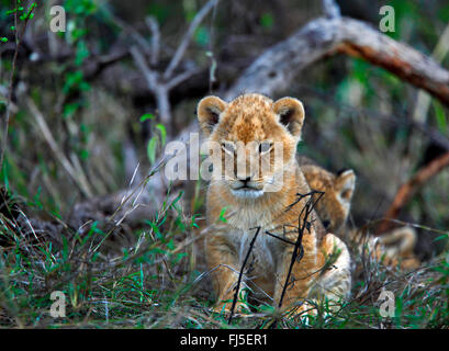 Löwe (Panthera Leo), Cub, Kenia, Masai Mara Nationalpark Stockfoto