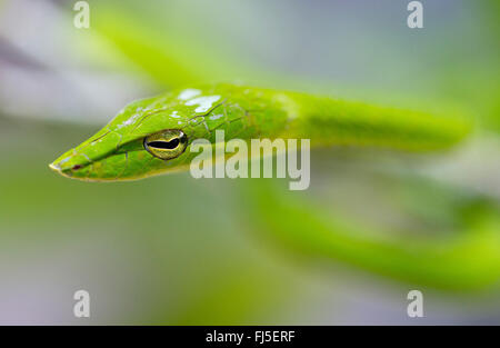 Longnose Whipsnake, grüne Ranke Schlange (Ahaetulla Nasuta), Porträt, Malaysia, Borneo, Sabah Stockfoto
