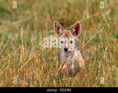 Black-backed Jackal (Canis Mesomelas), steht in der Savanne, Kenia, Masai Mara Nationalpark Stockfoto