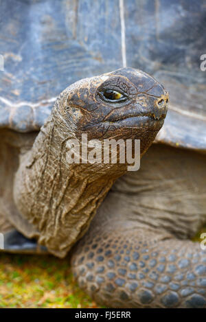 Seychellen-Riesenschildkröte, Aldabran Riesenschildkröte, Aldabra-Riesenschildkröte (Aldabrachelys Gigantea Gigantea Testudo Geochelone Gigantea, Megalochelys Gigantea), Porträt, Seitenblick, Seychellen, Curieuse Stockfoto