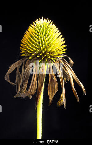 Lila Echinacea, östlichen Purpur-Sonnenhut, Purpur-Sonnenhut (Echinacea Purpurea 'Alba', Rudbeckia Purpurea, Brauneria Purpurea), verwelkt Stockfoto