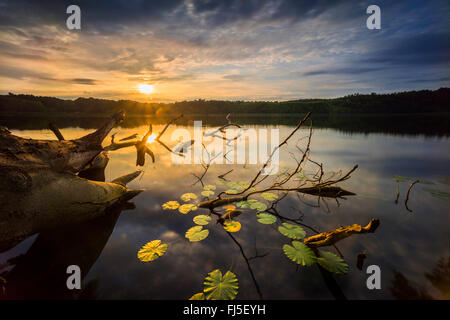 Tote Stämme in einem See, Neuglobsow, Stechlin, Brandenburg, Deutschland Stockfoto