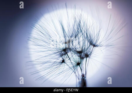 gemeinsamen Löwenzahn (Taraxacum Officinale), Pappus Hintergrundbeleuchtung, Deutschland, Sachsen Stockfoto