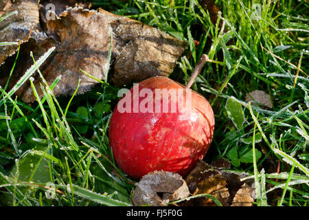 Apfel (Malus Domestica), Glücksfall, Apple liegt auf einer Wiese unter einem Baum, Deutschland, Hessen Stockfoto