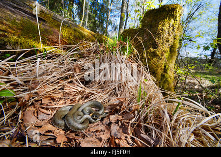 Grass Snake (Natrix Natrix), grass Snake Sonnenbädern im Frühling, Deutschland, Oberschwaben Stockfoto