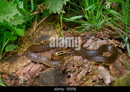 Aesculapian Schlange (bieten Longissima, Zamenis Longissimus), Juvenile, Deutschland, Baden-Württemberg, Odenwald Stockfoto